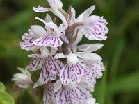 Dactylorhiza maculata ssp elodes 140, Saxifraga-Rutger Barendse