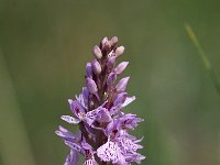 Dactylorhiza maculata ssp elodes 152, Saxifraga-Hans Dekker