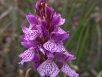 Dactylorhiza maculata ssp elodes 62, Saxifraga-Hans Dekker