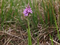 Dactylorhiza maculata ssp elodes 63, Saxifraga-Hans Dekker