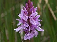 Dactylorhiza maculata ssp elodes 65, Saxifraga-Hans Dekker