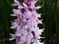 Dactylorhiza maculata ssp elodes 66, Saxifraga-Hans Dekker