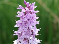 Dactylorhiza maculata ssp elodes 68, Saxifraga-Hans Dekker