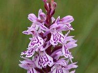 Dactylorhiza maculata ssp ericetorum 116, Saxifraga-Hans Dekker