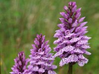 Dactylorhiza maculata ssp ericetorum 117, Saxifraga-Hans Dekker