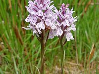 Dactylorhiza maculata ssp ericetorum 120, Saxifraga-Hans Dekker