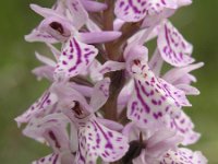 Dactylorhiza maculata ssp ericetorum 34, Saxifraga-Hans Dekker