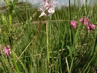 Dactylorhiza maculata ssp ericetorum 37, Saxifraga-Hans Dekker