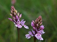 Dactylorhiza maculata ssp ericetorum 73, Saxifraga-Hans Dekker