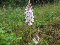 Dactylorhiza maculata ssp ericetorum 74, Saxifraga-Hans Dekker