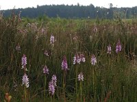 Dactylorhiza maculata ssp ericetorum 75, Saxifraga-Hans Dekker