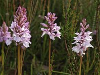 Dactylorhiza maculata ssp ericetorum 76, Saxifraga-Hans Dekker