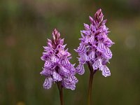 Dactylorhiza maculata ssp ericetorum 78, Saxifraga-Hans Dekker