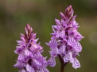 Dactylorhiza maculata ssp ericetorum 79, Saxifraga-Hans Dekker