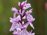 Dactylorhiza maculata ssp ericetorum 80, Saxifraga-Hans Dekker