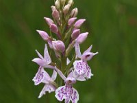 Dactylorhiza maculata ssp ericetorum 81, Saxifraga-Hans Dekker