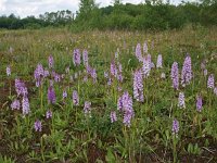 Dactylorhiza maculata ssp ericetorum 82, Saxifraga-Hans Dekker