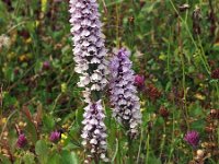 Dactylorhiza maculata ssp ericetorum 83, Saxifraga-Hans Dekker