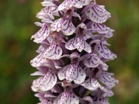 Dactylorhiza maculata ssp ericetorum 84, Saxifraga-Hans Dekker