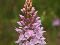 Dactylorhiza maculata ssp ericetorum 85, Saxifraga-Hans Dekker