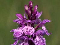 Dactylorhiza maculata ssp ericetorum 88, Saxifraga-Hans Dekker