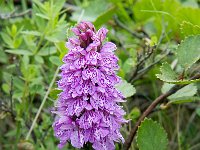 Dactylorhiza maculata ssp islandica 53, Saxifraga-Peter Stein