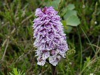 Dactylorhiza maculata ssp islandica 54, Saxifraga-Peter Stein