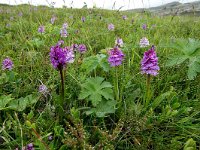 Dactylorhiza maculata ssp islandica 55, Saxifraga-Peter Stein