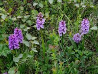 Dactylorhiza maculata ssp islandica 56, Saxifraga-Peter Stein