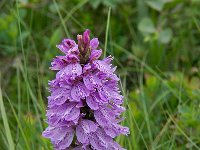 Dactylorhiza maculata ssp islandica 57, Saxifraga-Peter Stein