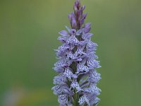 Dactylorhiza maculata ssp maculata 126, Gevlekte orchis, Saxifraga-Bas Klaver