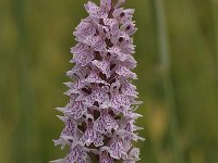 Dactylorhiza maculata ssp maculata 127, Gevlekte orchis, Saxifraga-Bas Klaver