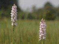 Dactylorhiza maculata ssp maculata 130, Gevlekte orchis, Saxifraga-Bas Klaver