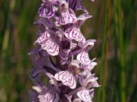 Dactylorhiza maculata ssp maculata 90, Gevlekte orchis, Saxifraga-Hans Dekker