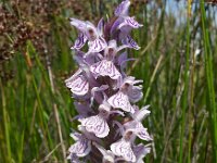 Dactylorhiza maculata ssp maculata 91, Gevlekte orchis, Saxifraga-Hans Dekker