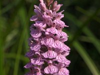 Dactylorhiza maculata ssp maculata 92, Gevlekte orchis, Saxifraga-Hans Dekker