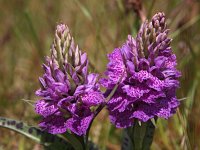 Dactylorhiza maculata ssp podesta 93, Saxifraga-Hans Dekker