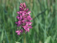 Dactylorhiza majalis 10, Brede orchis, Saxifraga-Hans Dekker