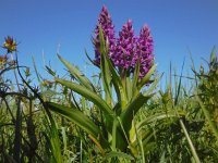 Dactylorhiza majalis 100, Brede orchis, Saxifraga-Ed Stikvoort