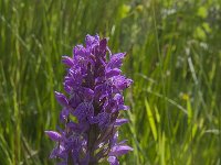 Dactylorhiza majalis 102, Brede orchis, Saxifraga-Jan van der Straaten