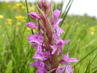 Dactylorhiza majalis 107, Brede orchis, Saxifraga-Rutger Barendse