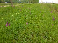 Dactylorhiza majalis 108, Brede orchis, Saxifraga-Ed Stikvoort