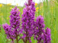 Dactylorhiza majalis 109, Brede orchis, Saxifraga-Ed Stikvoort