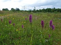 Dactylorhiza majalis 11, Brede orchis, Saxifraga-Hans Dekker