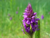 Dactylorhiza majalis 111, Brede orchis, Saxifraga-Ed Stikvoort