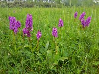 Dactylorhiza majalis 112, Brede orchis, Saxifraga-Ed Stikvoort