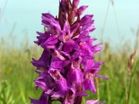 Dactylorhiza majalis 114, Brede orchis, Saxifraga-Ed Stikvoort