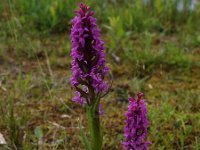 Dactylorhiza majalis 12, Brede orchis, Saxifraga-Hans Dekker