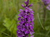 Dactylorhiza majalis 14, Brede orchis, Saxifraga-Willem van Kruijsbergen