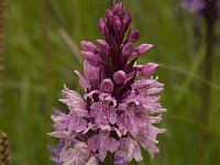 Dactylorhiza majalis 15, Brede orchis, Saxifraga-Willem van Kruijsbergen